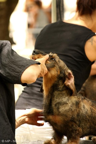 2012-07-01 B & B - Bedlington & Bichon Fun Day (38)_1000x1500.jpg